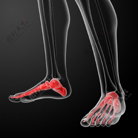 人体脚掌器官图片