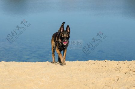 海边沙滩上的狗