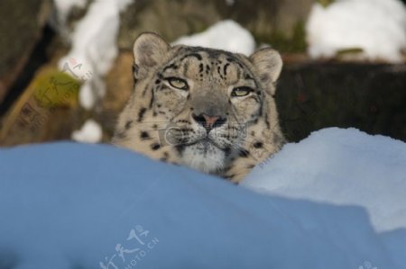 雪地间远眺的老虎