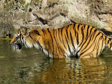 水边嬉戏的老虎