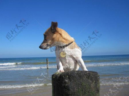 看向海岸的小狗