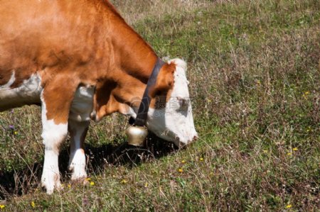 正在吃草的奶牛