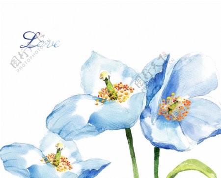 蓝色百合水墨花朵插画图片