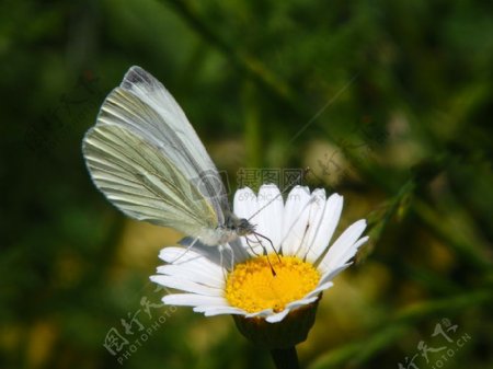 停驻在白色花朵上的蝴蝶