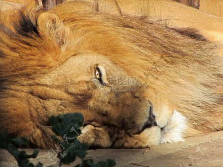 躺下的狮子