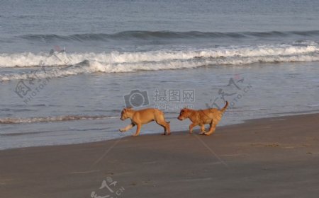 海滩上玩耍的小狗