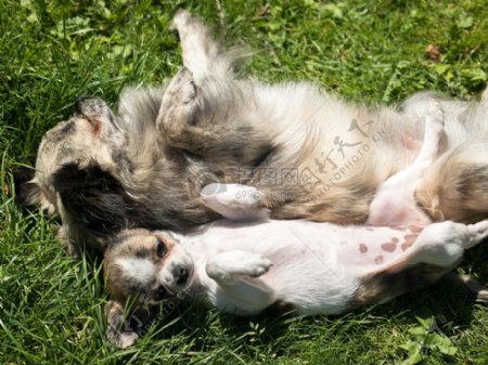 躺在草坪上的狗