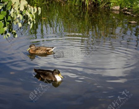 水面游动的野鸭