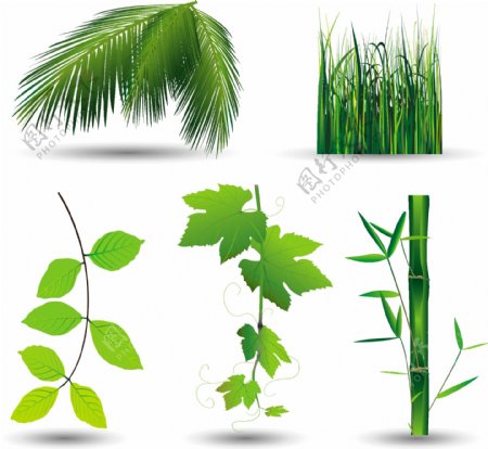 绿色环保植物