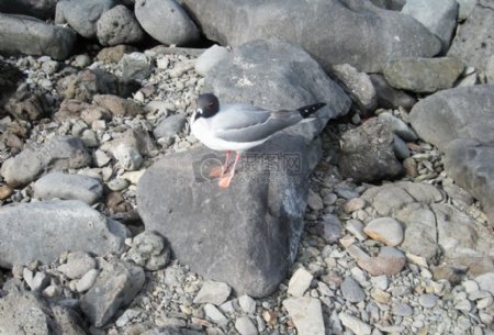 站在石头上的小鸟