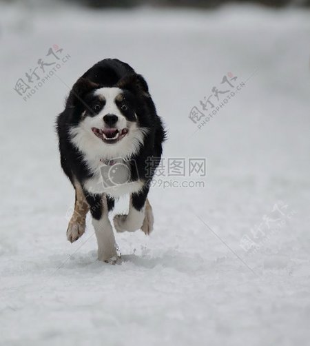 在雪地里奔跑的狗