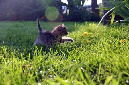 正在草中嬉戏的小猫