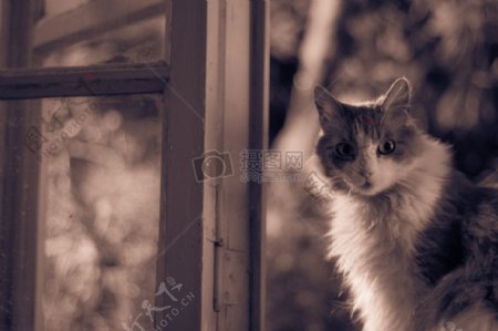 窗边可爱的小猫