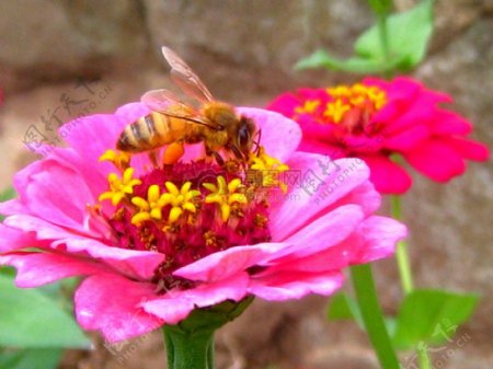 正在采蜜的蜜蜂