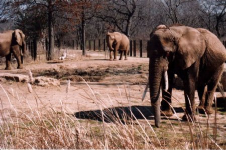在草地寻觅的大象
