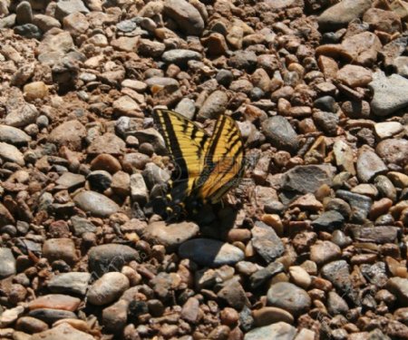 石头上的花蝴蝶