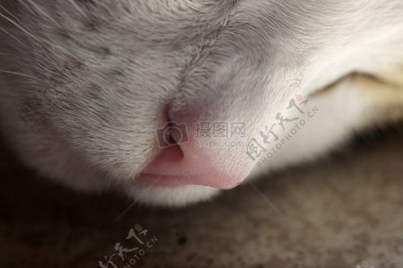 猫咪的红鼻子