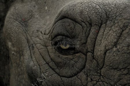 非洲大象的眼睛