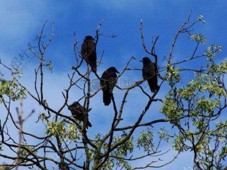 站在枝头的乌鸦