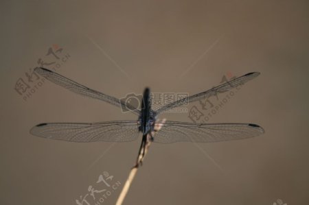 飞翔中的蜻蜓