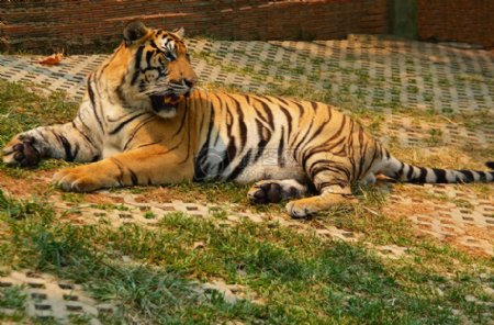 卧在草地上的老虎
