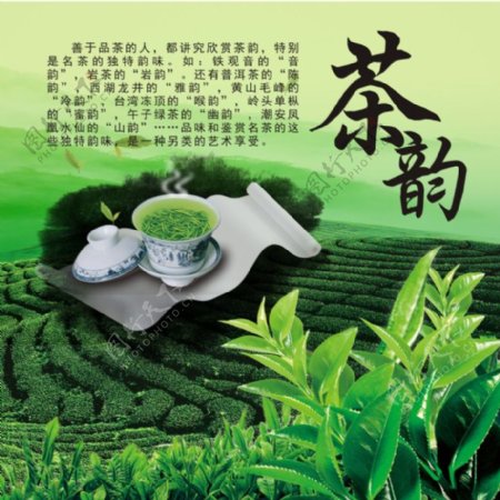 茶韵品茶茶文化