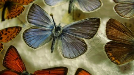 五彩的蝴蝶标本