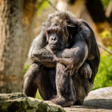 黑猩猩白天坐在灰色的石头在特写摄影