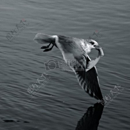 鸟水动物动作运动黑色和白色