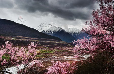 西藏林芝风景