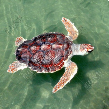 海水中游泳的龟