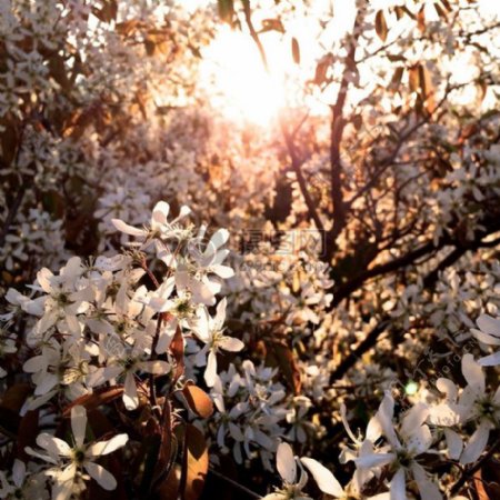 阳光春天树开花