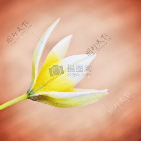 盛开的黄白色郁金香