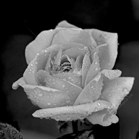 盛开的雨中玫瑰