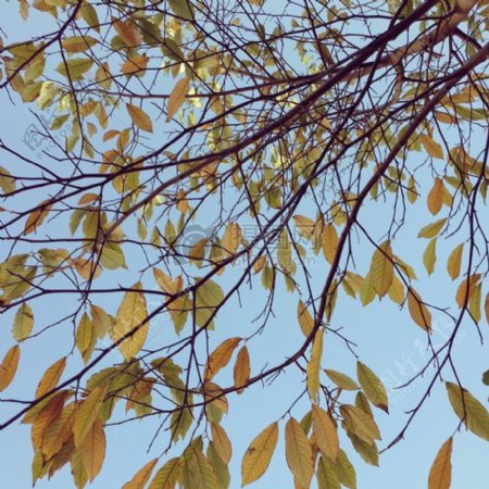 蓝天下的叶子