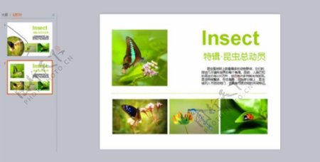 自然昆虫类清新版式PPT模板免费下载