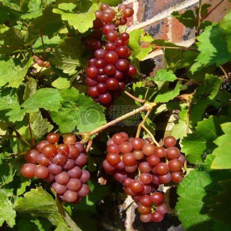 成熟多汁红葡萄