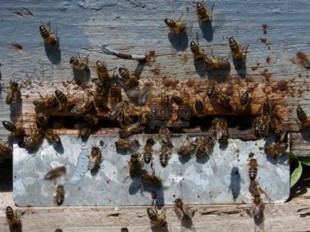 成群结队的蜜蜂