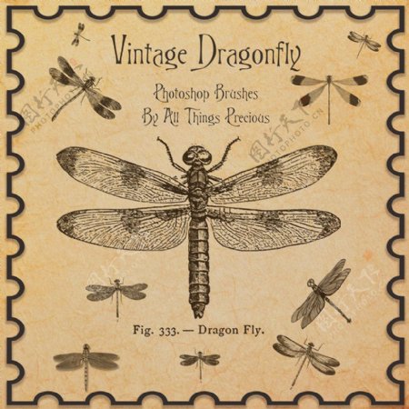 古典式蜻蜓昆虫PS笔刷
