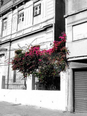 建筑物边的红花