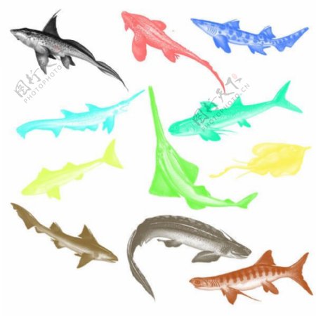 海洋鲨鱼Photoshop笔刷素材