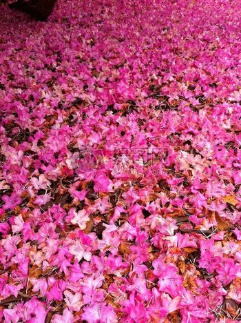 粉色的花瓣地毯