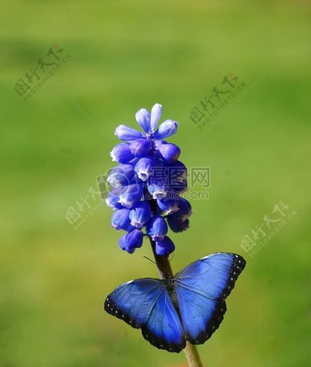 蓝色的花和蓝蝴蝶