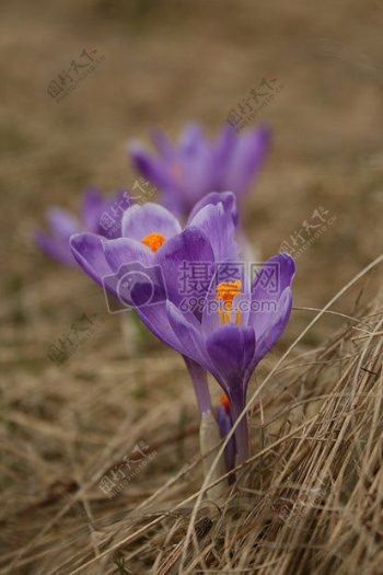 枯草中盛开的紫色花朵
