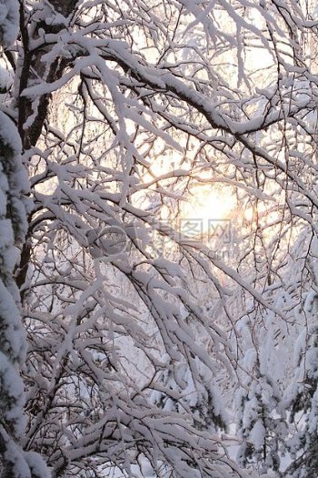树枝上的冰雪