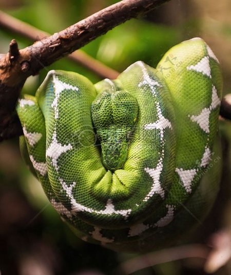树上的绿色蟒蛇