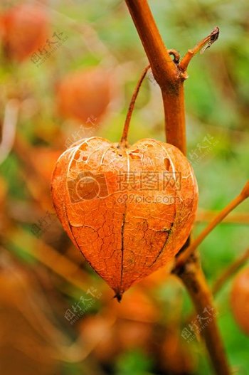 秋天的浆果照片