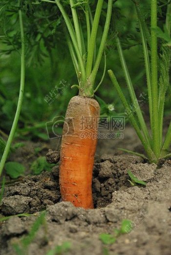 成熟的胡萝卜
