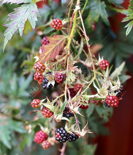 成熟的黑莓果
