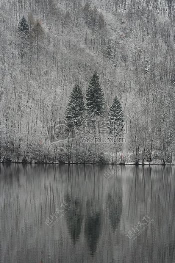 湖面倒影的树木